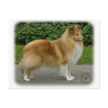 Shetland Sheepdog postcards