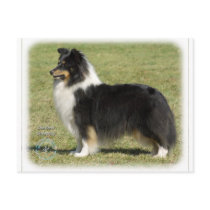Shetland Sheepdog postcards