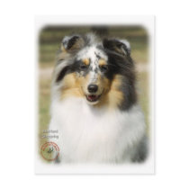 Shetland Sheepdog postcards