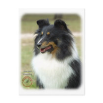 Shetland Sheepdog postcards