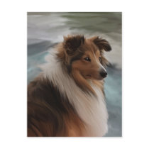 Shetland Sheepdog postcards