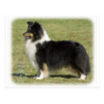 Shetland Sheepdog Postcards