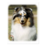 Shetland Sheepdog Postcards