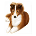 Shetland Sheepdog posters