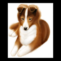 Shetland Sheepdog posters