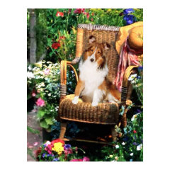Shetland Sheepdog Sheltie Art Gifts print
