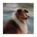 Shetland Sheepdog t-shirts