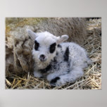 SHETLAND SPOTTED LAMB PRINT