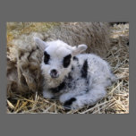 SHETLAND SPOTTED LAMB posters