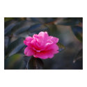 Shi Shi Camellia posters