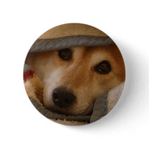 Shiba in a Blanket Button