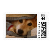 Shiba in a Blanket Stamp