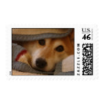 Shiba in a Blanket Stamp