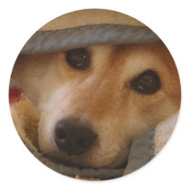 Shiba in a Blanket Sticker