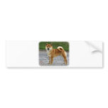 Shiba Inu Bumper Sticker