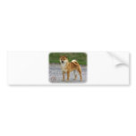 Shiba Inu Bumper Sticker