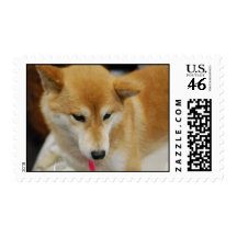 Shiba Inu Dog Postage Stamp