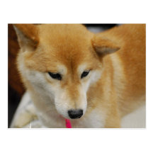Shiba Inu Dog  Postcard