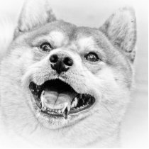 SHIBA INU PHOTO SCULPTURE