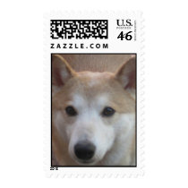 Shiba Inu Postage Stamp
