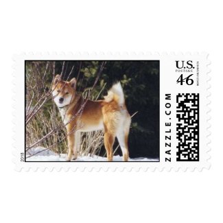 Shiba inu stamp