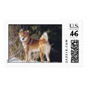 Shiba inu postage