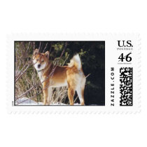 Shiba inu postage