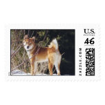 Shiba inu postage