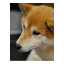 Shiba Inu Postcard