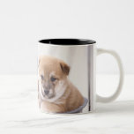 Shiba Inu puppies in aluminum tub Coffee Mug