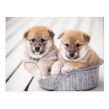Shiba Inu puppies in aluminum tub Postcards