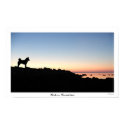Shiba Sunrise posters by theblackcrab Shiba Sunrise posters
