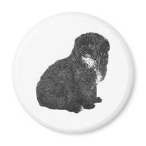 Shih Poo magnets