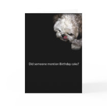 Shih-Tzu Birthday Card