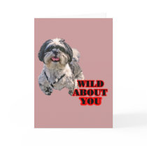 Shih Tzu cards