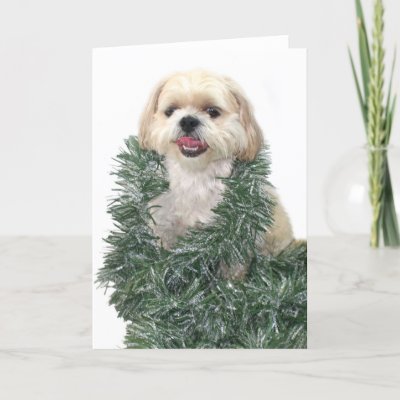 Shih Tzu Christmas cards