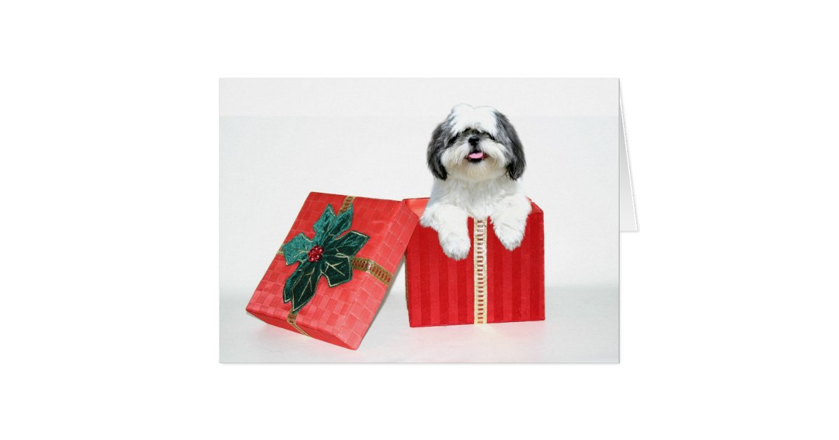 shih tzu christmas gift card zazzle shih tzu christmas cards