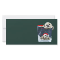 Shih Tzu Christmas gift photo cards