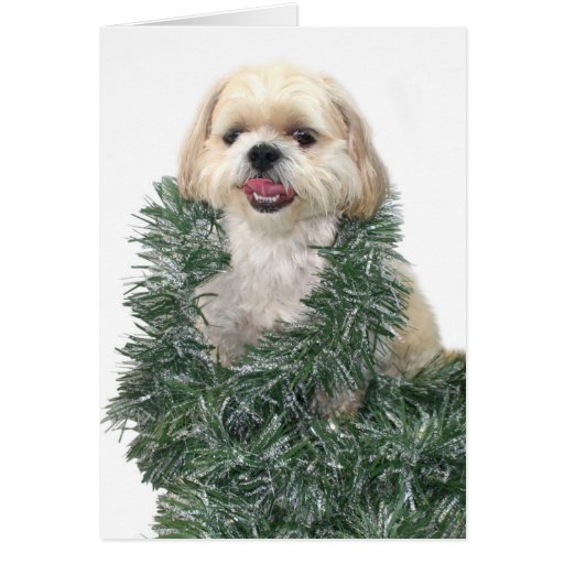 shih tzu greeting cards shih tzu greeting card zazzle shih tzu greeting cards shih tzu greeting card zazzle