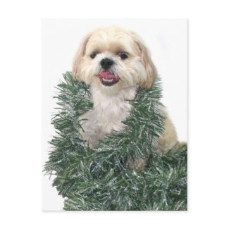 Shih Tzu Christmas postcard