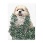 Shih Tzu Christmas