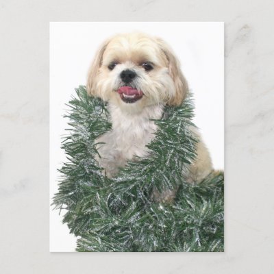 Shih Tzu Christmas postcards