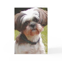Shih Tzu Cute Betsy Greeting Card