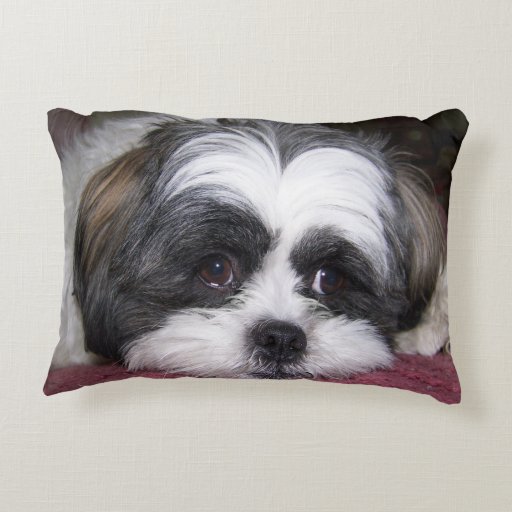 shih tzu pillow shih tzu accent pillow zazzle shih tzu pillow shih tzu accent pillow zazzle