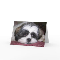 Shih Tzu Dog cards by ironydesignphotos Shih Tzu Dog cards