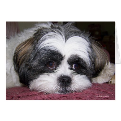 shih tzu cards shih tzu greeting card zazzle shih tzu cards shih tzu greeting card zazzle