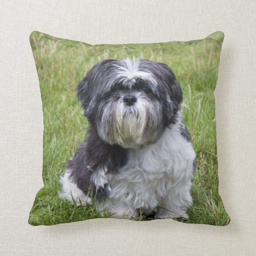 shih tzu cushion shih tzu beautiful photo cushion pillow zazzle shih tzu cushion shih tzu beautiful photo cushion pillow zazzle