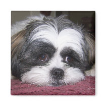Shih Tzu Dog magnets by ironydesignphotos Shih Tzu Dog magnets