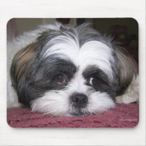 Shih Tzu Dog mousepads by ironydesignphotos Shih Tzu Dog mousepads