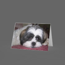 Shih Tzu Dog Photograph Greeting Cards